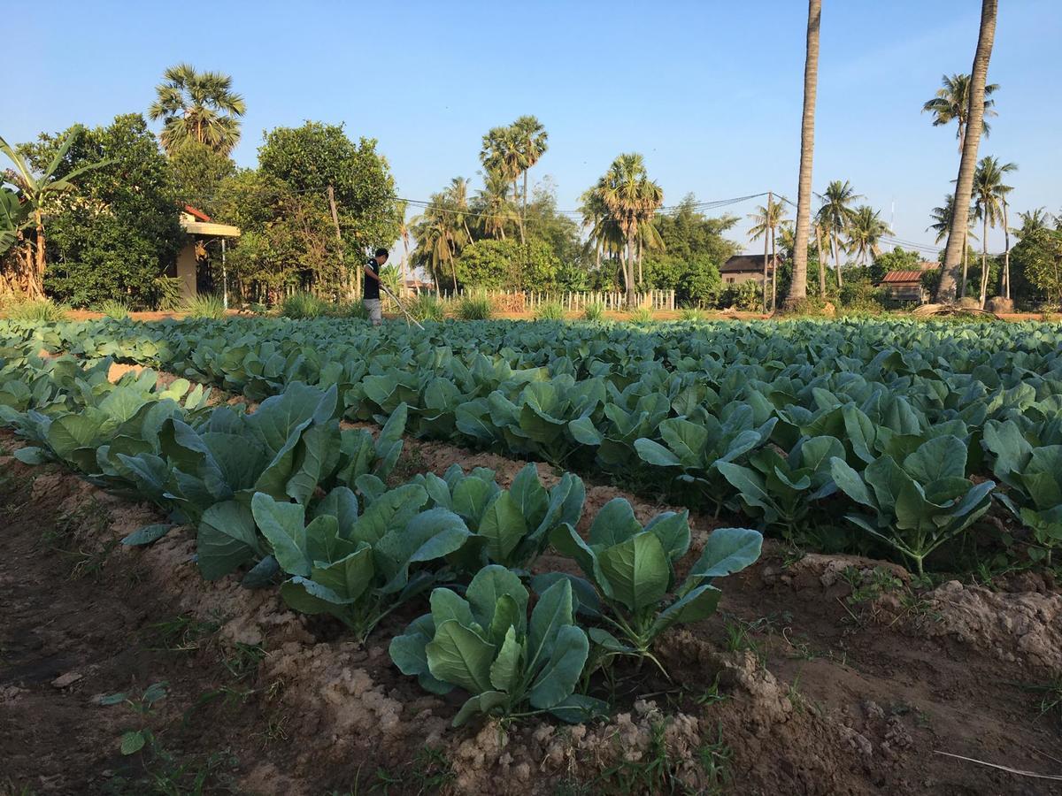 Green Life Cottage Siem Reap Dış mekan fotoğraf