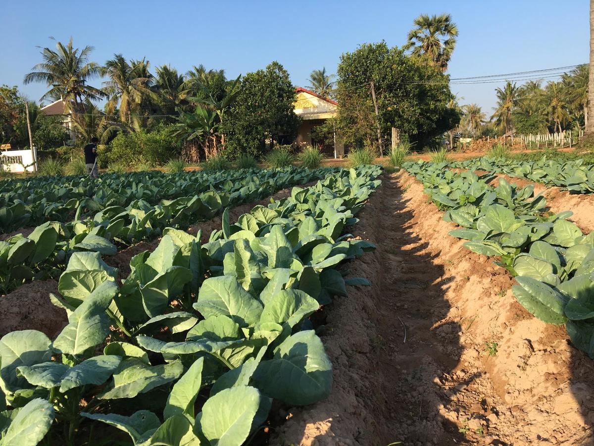 Green Life Cottage Siem Reap Dış mekan fotoğraf